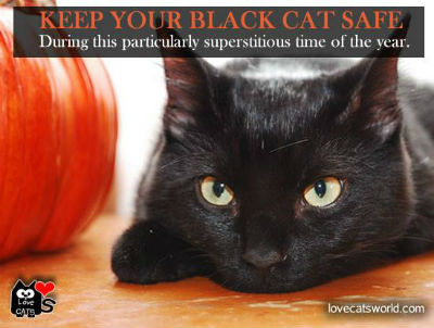 Love Cats_400